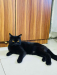 british cat